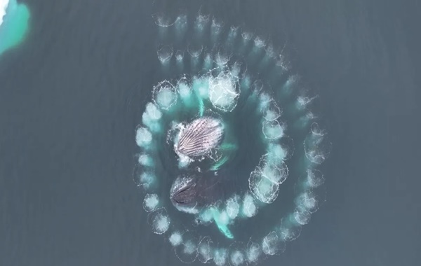 İnanılmaz Drone Görüntüleri