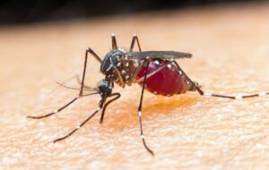 Zika Virüsü Çocukluk Çağı Kanserinin Tedavisinde Etkili