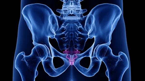 25 Milyon Yıllık DNA, insanların ve Maymunların Neden Kuyrukları Olmadığını Açıklıyor