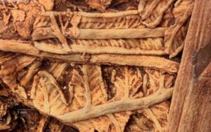 Botanik Bir Pompeii: Araştırmacılar 30 Milyon Yıl Öncesine Ait Muhteşem Avustralya Bitki Fosilleri Buldu