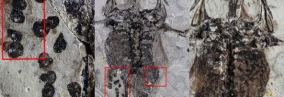 Dinosaur-era frog found fossilized with belly full of eggs and was likely killed during mating