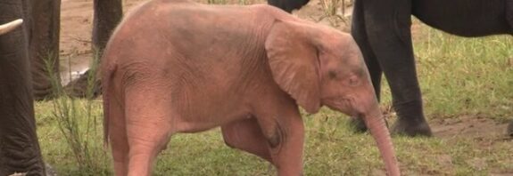 On Binde Bir İhtimal: G. Afrika'da Pembe Bir Fil Görüldü