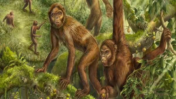 Unveiling Human Origins: Ancient Ape's Ear Reveals 3-Step Evolution to Bipedalism
