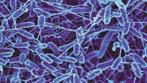 Can We Survive in Space? It Might Depend on How Our Gut Microbiome Adapts