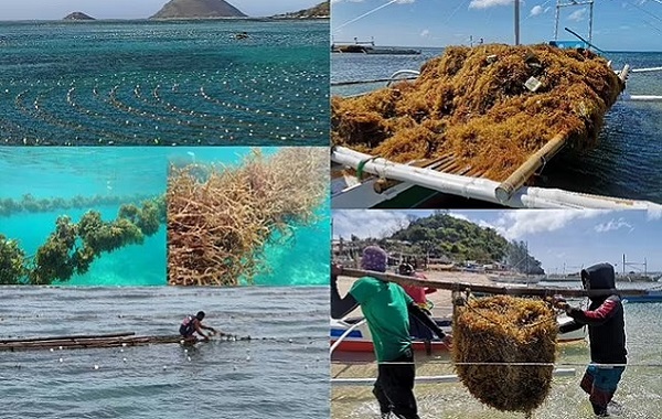 Nükleer Kış Gerçekleşirse, Yosun Çiftlikleri İnsanlığı Açlıktan Kurtarabilir