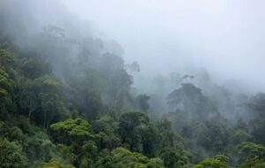 Amazon Yağmur Ormanları 2050