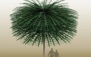 Fosilleşmiş 350 Milyon