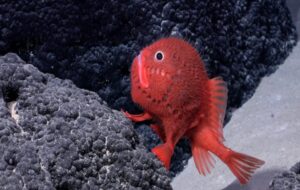 Derin Deniz Sıradağları