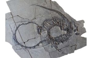 Paleontologists discover a 240-million-year-old 'Chinese dragon'