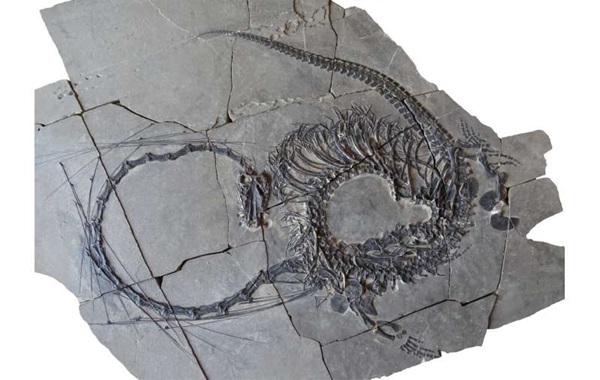 Paleontologists discover a 240-million-year-old 'Chinese dragon'