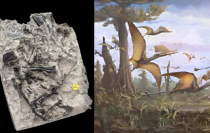 İskoçya'nın Skye Adası'nda Yeni Bir Pterosaur Türü Keşfedildi