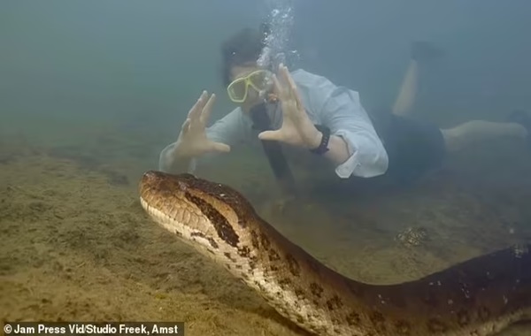 World's biggest snake is discovered in the Amazon rainforest: Huge anaconda measures 26ft-long and weighs 440lbs - and its head is the same size as a human's