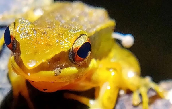 Scientists dumbfounded by mushroom sprouting from living frog, a first