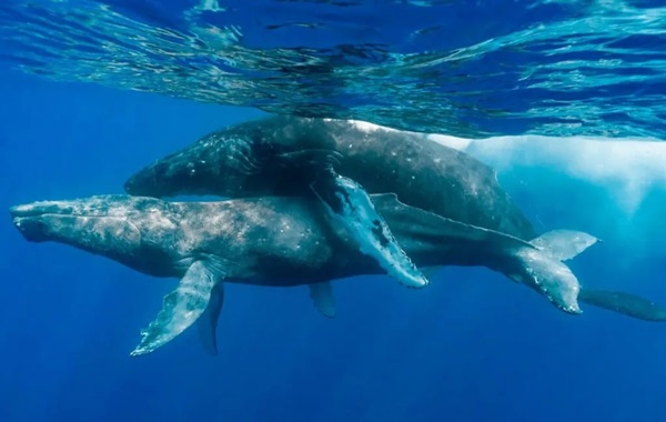 First-Ever Photos Of Humpback Whale Sex Involve Two Males