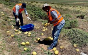 Invasive weed could be turned into a viable economic crop, say researchers