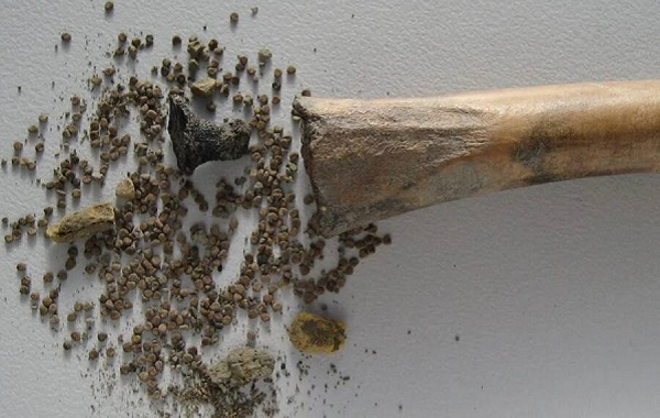 İçinde Halüsinojenik Banotu Tohumları Saklanmış İçi Boş Bir Kemik Keşfedildi