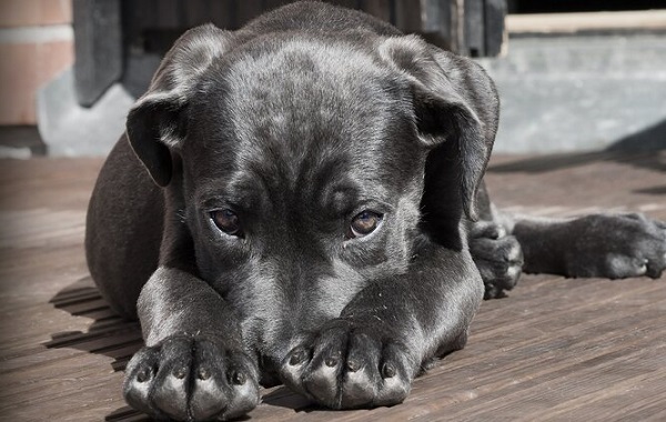 Köpek Patilerinin Ayakkabılardan Daha Temiz Olduğu Ortaya Çıktı