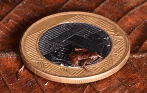 Bu Erkek Kurbağalar Dünyanın En Küçük Omurgalıları Olabilir