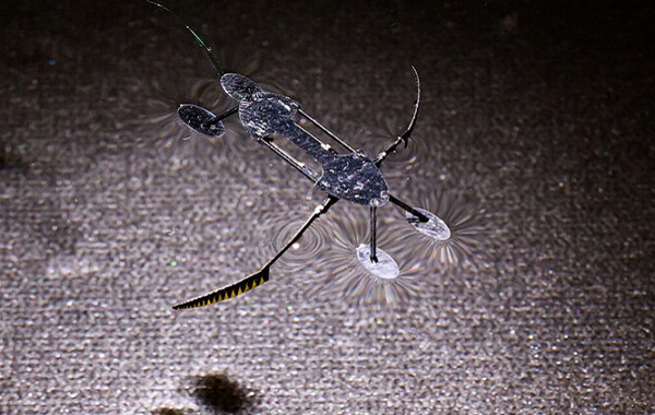 Böceğe Benzeyen Minik Robotlar Yaratıldı: Küçük, Hafif ve Hızlı