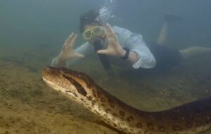 Bilim İnsanları Amazon Yağmur Ormanlarında Dünyanın En Büyük Yılanını Keşfetti