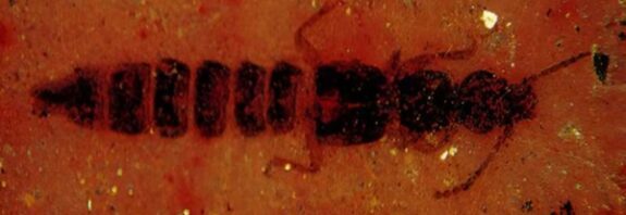 90 Milyon Yıl Öncesine Yolculuk: Orapa Elmas Madeni'nden Çıkan Rove Böceği Fosili