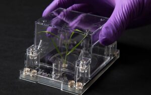 EcoFABs: Berkeley lab fabricates ecosystem to bioengineer crops better