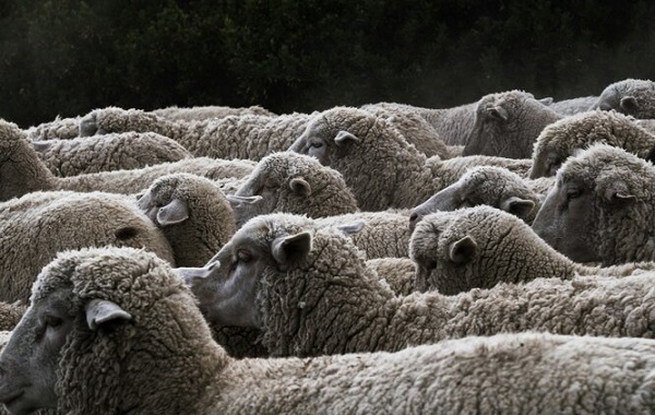 ABD'li Çiftçi Klonlanmış Koyun Melezleri Üretmekten Suçlu Bulundu
