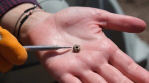 Oldest Piercings in the World, Dating Back 11,000 Years, Found in Turkey