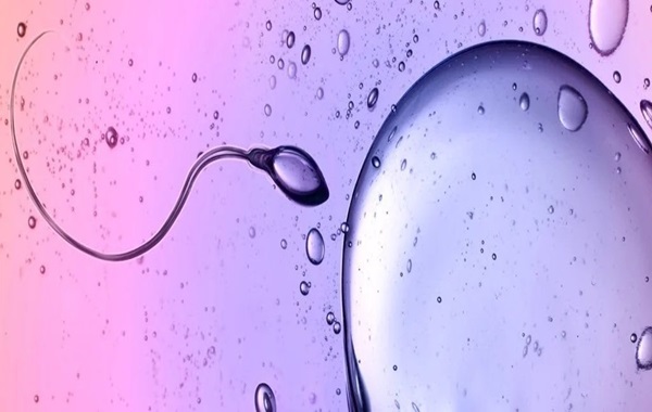 Eggs Use a 'Zipper' to Block Extra Sperm: It May Lead to Non-Hormonal Contraception