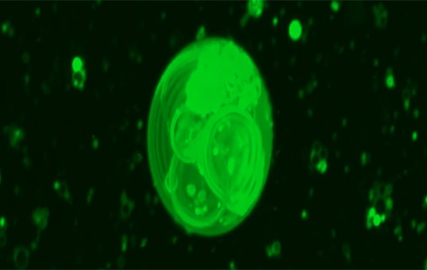 We May Finally Know How The First Cells on Earth Formed