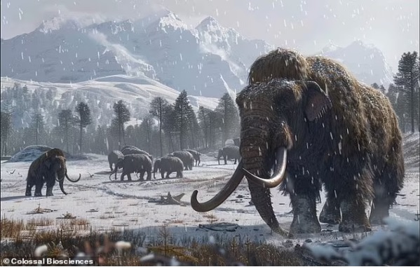 De-extinction of the woolly mammoth takes a major step forwards: Scientists successfully reprogramme elephant stem cells - and it could allow them to resurrect the lost species by 2028