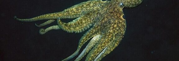 En Eski Cinsiyet Kromozomu 380 Milyon Yıl Önce Ahtapotlarda Ortaya Çıktı