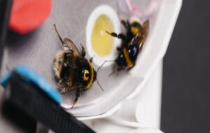 Bees Reveal a Human-Like Collective Intelligence We Never Knew Existed