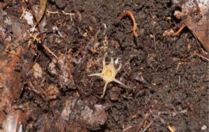 Oldukça Tuhaf  Yeni Bir Bitki