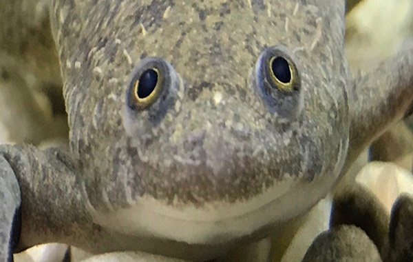 En Olağandışı Hayvanlarda