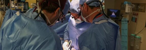 CRISPR ile Düzenlenmiş Domuz