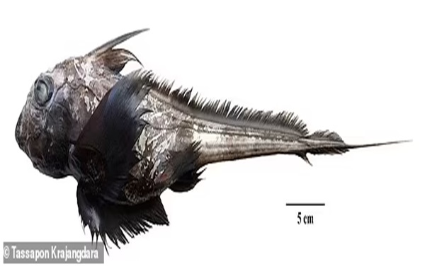 New GHOST SHARK species with a sex organ on its 'massive head' is discovered more than 2,000 feet below the surface near Thailand