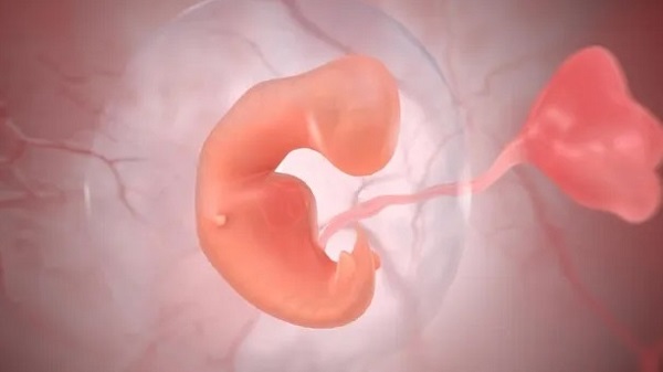 İnsan Kalbi Nasıl Oluşur ve Büyür? Video
