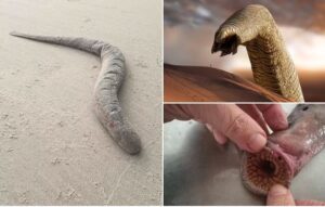 Is this the real-life Dune sandworm? Blood-sucking 'vampire' creature with mouth full of swirling teeth is found on a beach in Devon