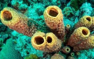 Bilimsel Tartışma Konusu: Dünya'daki İlk Hayvan Neydi?