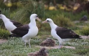 73 Yaşındaki Dişi Albatros Eşini Kaybettikten Sonra Yeni Flörtlere Başladı