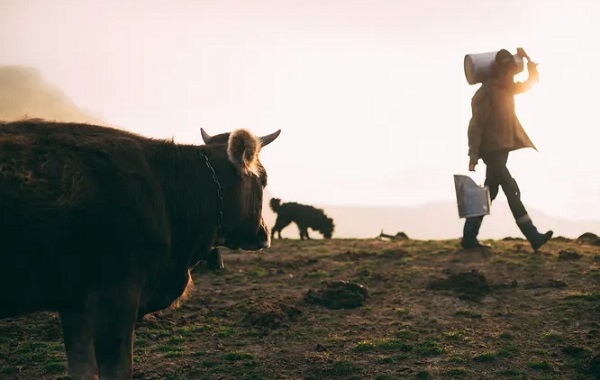 İnek Sütünde Kuş Gribi Virüsü Tespit Edildi