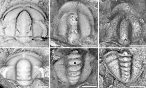 Yarım Milyar Yıl Öncesinin Gizemli Yıkımı: Tektonik Plakaların Rolü Ne?