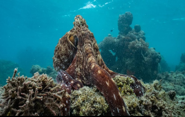 Ahtapotlar Üç Kalp