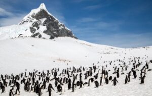 Antarktika Neden Bir