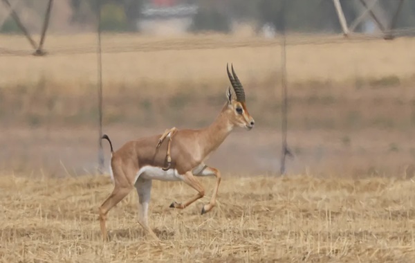 Altı Bacaklı Dağ Ceylanı