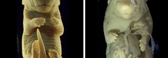 Bilim İnsanları Altı Bacaklı Fare Embriyosu Yarattı ve İşte Nedeni!