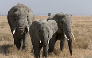 500 Bin Yıl Önce Atalarımız Mevsimlik Göç Yolunda Fillerin Yolunu Kesiyordu
