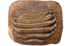 Tarih Öncesi Beyaz Köpek Balığı Atasının 'Olağanüstü Korunmuş' Fosilleri Keşfedildi