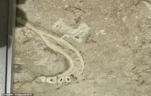Jawdropping discovery: Remains of extinct human species that died thousands of years ago found in kitchen floor tiles